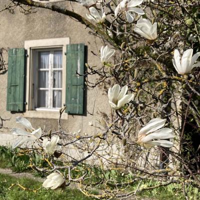 Fleurs Magnolia Maison